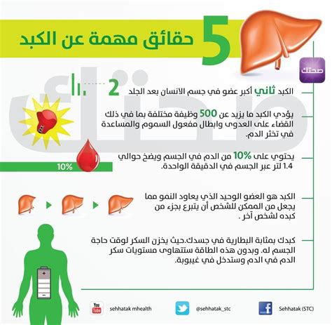 معلومات مهمة عن الكبد | Medical posters, Medical words, Medical facts