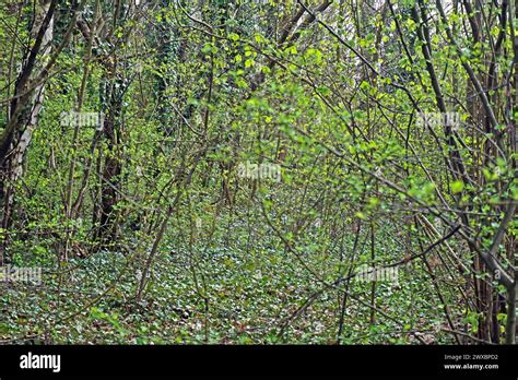 Bedeutsamer Schutz der Wälder Der Wald als Frischluftversorger in