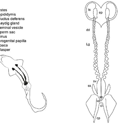 Female General Anatomy Sharks Morphological Scheme Of An Ideal Female