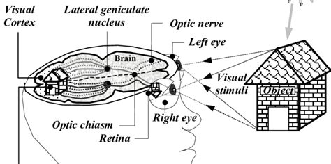 Human Vision Process Download Scientific Diagram