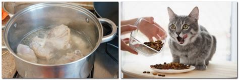 Можно ли кошкам и котам давать вареную курицу и сколько: как кормить ...