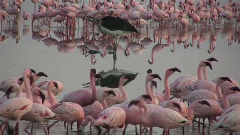 Marabou Stork Eating A Dead Flamingo Stock Footage Video 6105023 ...