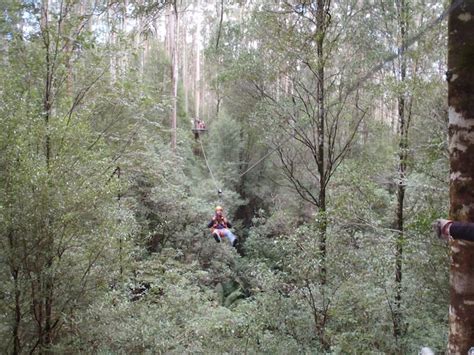 Zip Lining through the Otway Rainforest