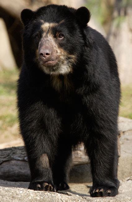 Spectacled Bears Endangered In Habitat ~ planetanimalzone