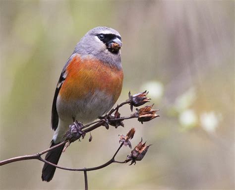 Grey Headed Bullfinch Pyrrhula Erythaca Labahe Allan Drewitt Flickr