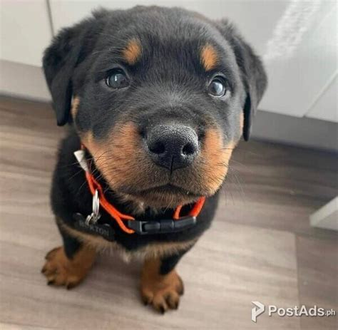 Pedigree Rottweiler Puppies Rodrick Marcell Postads Ph