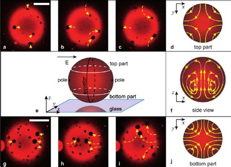 Confocal Micrographs Illustrating The Membrane Flow On The Top Ac