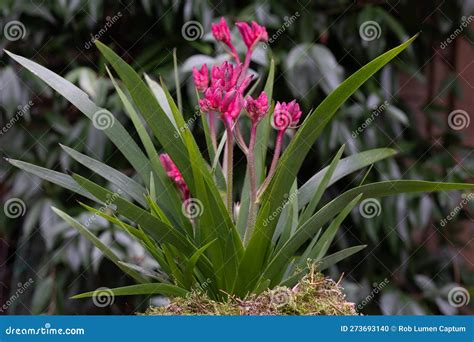 Kangaroo Paw Anigozanthos Flavidus Hybrid Plant With Red Buds Foto De