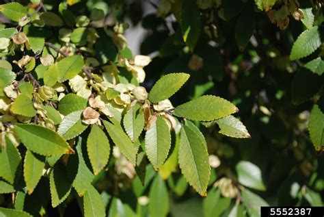 Chinese Elm Ulmus Parvifolia