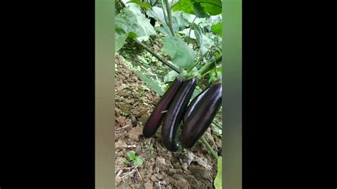 Sungro Seeds F Hybrid Brinjal Black Diamond Youtube