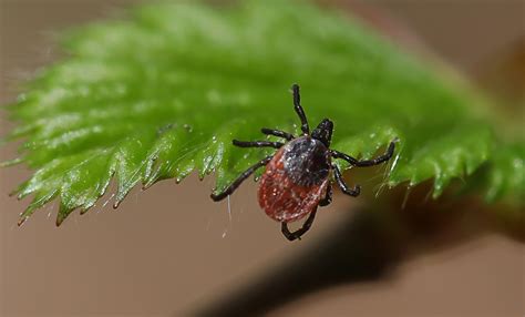 Предупреждён – от клеща вооружён