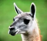 Guanaco - Description, Habitat, Image, Diet, and Interesting Facts