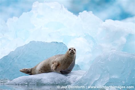 South Sawyer Glacier Harbor Seal 2 | Blog | Cornforth Images