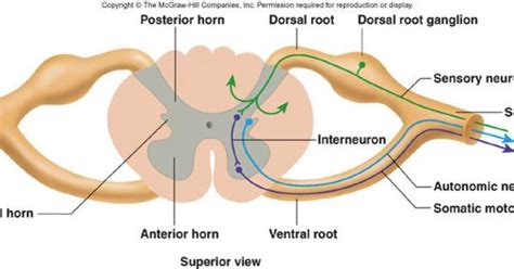 Solved: What's The Difference Between A Doral Root And A D... | Chegg.com