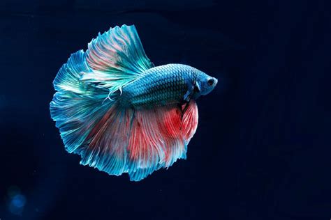 Small Aquarium Fish: Best Species for Your Tank | Pets Nurturing