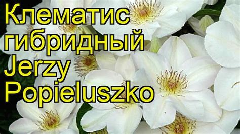 Клематис гибридный Jerzy Popieluszko. Краткий обзор, описание ...