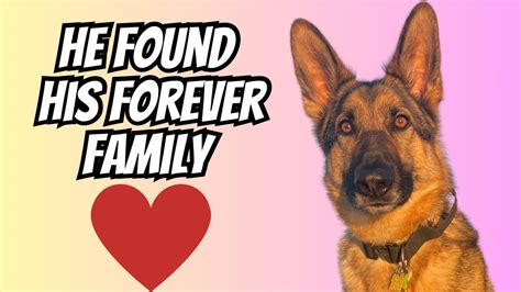 German Shepherd Fails Guide Dog School And Finds His Forever Home Youtube