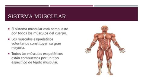 Sistema Muscular Y Cardiovascular Crack Pptx