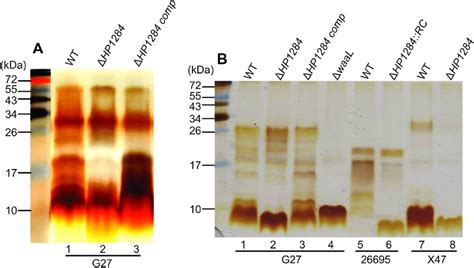 Effects Of Hp And Waal Mutation On H Pylori Lps Lps Samples From