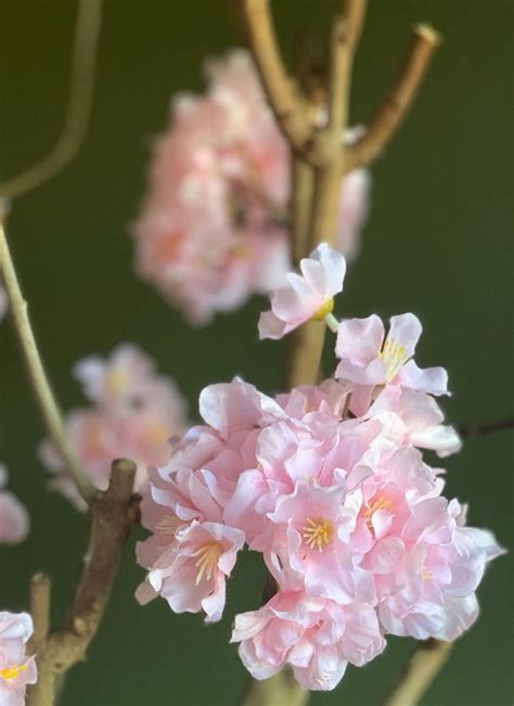 Seta Fiori Rituals Kunst Bloesemboom Sakura Kersen Bloesem