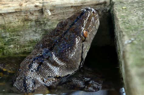 Kerap Makan Ternak Ular Piton Sepanjang 4 Meter Ditangkap Warga Baubau