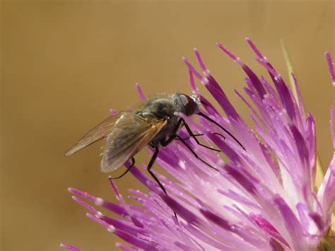 Phthiria Sp Male Bombyliidae Bee Flies Simon Oliver Flickr