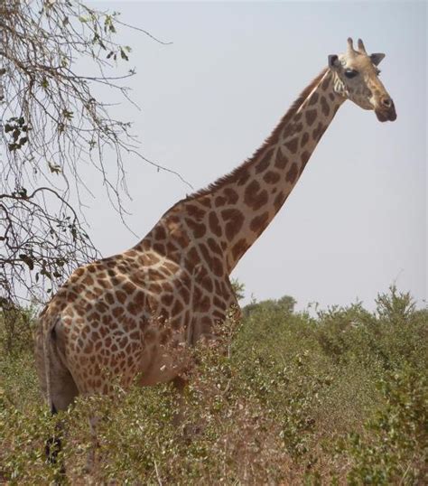 West African Giraffe | African Wildlife Foundation