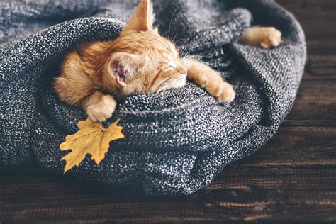 K K Cats Kittens Two Sleep Fluffy Ginger Color Hd Wallpaper