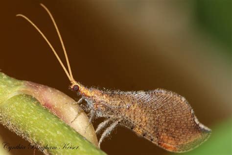 Beaded Lacewing Project Noah