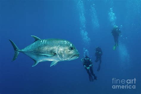 Giant Trevally And Scuba Diver Photograph By Reinhard Dirscherlscience