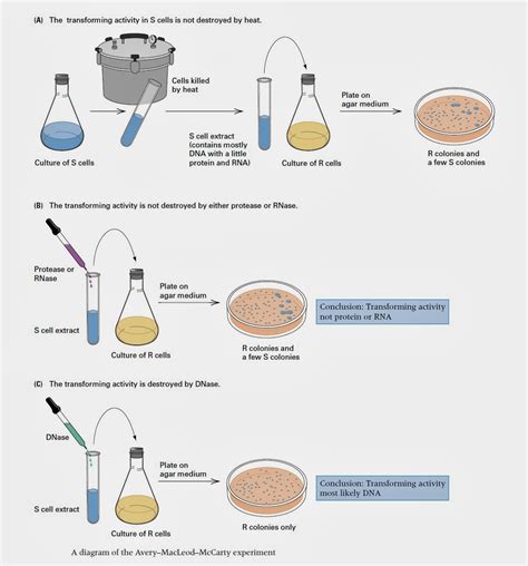 Biolearnspot: Oswald Avery, Colin MacLeod, and Maclyn McCarty expereiment