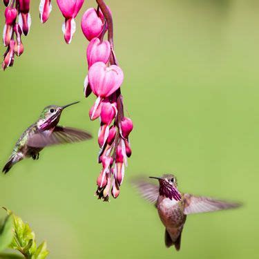 Ways To Keep Hummingbirds Coming Back Aves Hermosas Picaflores Aves