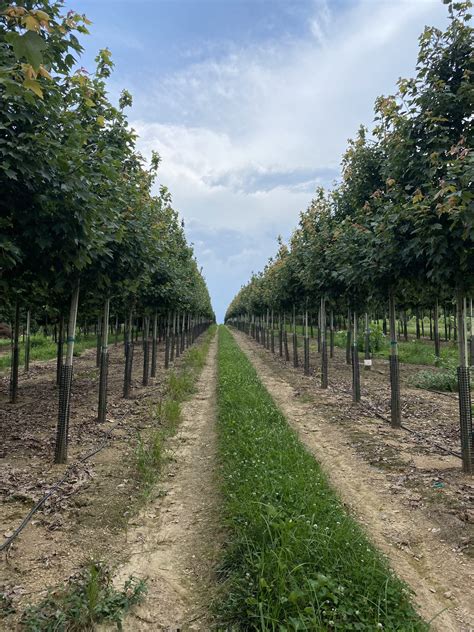 Acer rubrum | Red Maple | Red Sunset® | DR Snell Wholesale