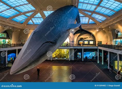 Blue Whale At Ocean Hall Of The American Museum Of Natural History Amnh