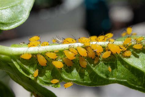 All About Aphids A Guide To Understanding And Managing The Gardeners