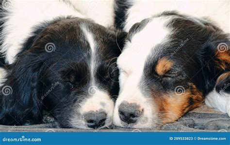 Two Dogs Sleeping Stock Image Image Of Animals Puppies 209533823