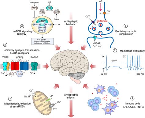 Schematic Representation Of Major Targets And Putative Mechanisms