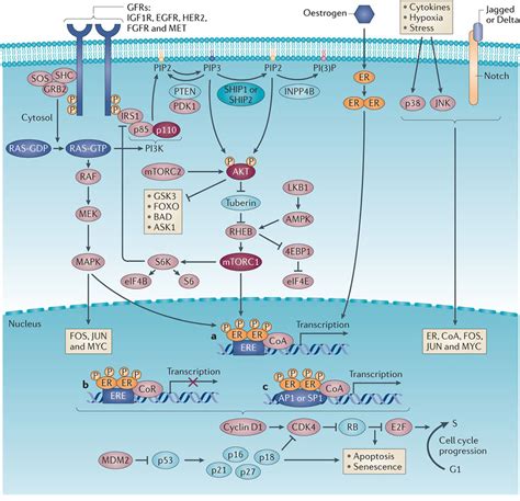 Implications Of Esr1 Mutations In Hormone Receptor Positive Breast Cancer Semantic Scholar