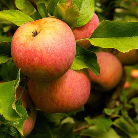 Buy affordable Fuji Apple trees at our online nursery - Arbor Day ...