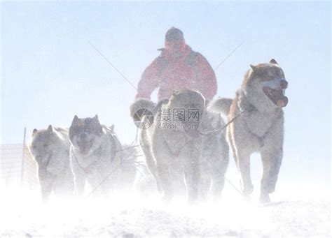 骑狗滑雪高清图片下载 正版图片504684764 摄图网