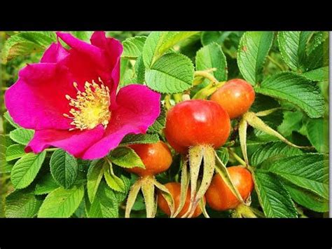 Порошок из шиповника- замена всем искусственным витаминам! - YouTube