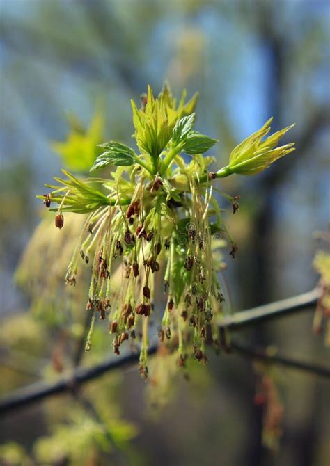 Spring Catkins Of Pussy Willow Close Up Stock Photo Image Of Blossoming Background