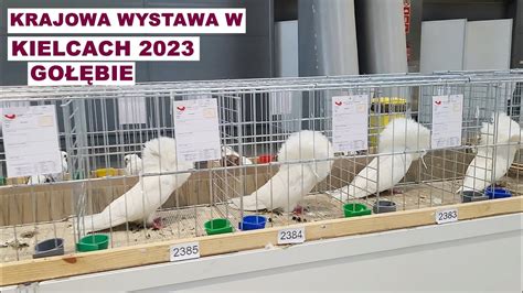 Krajowa Wystawa w Kielcach 2023 gołębie YouTube