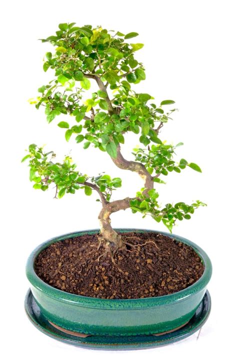 Sweeping Fruiting Sweet Plum Indoor Bonsai Tree With Flaky Bark UK