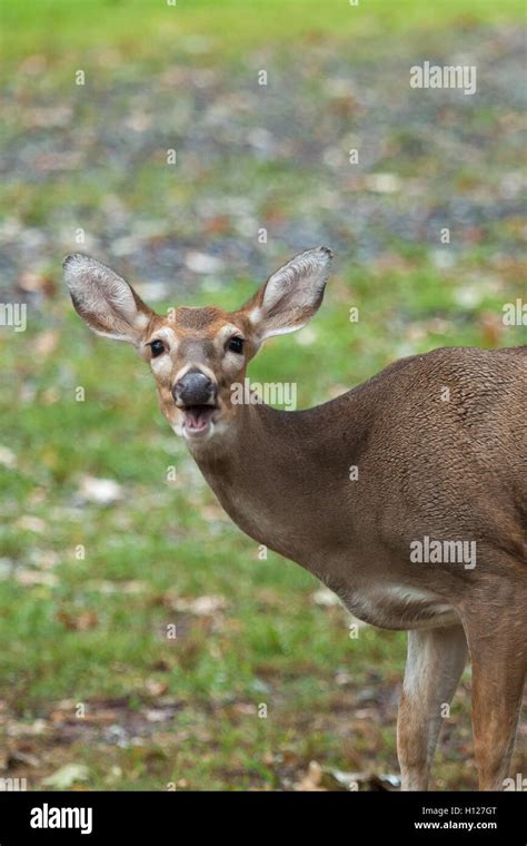 Whitetail deer doe hi-res stock photography and images - Alamy