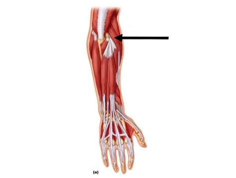 Muscles That Move The Wrist Hand And Fingers Flashcards Quizlet