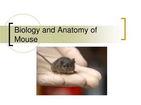 Ppt Biology And Anatomy Of Mouse Powerpoint Presentation Free