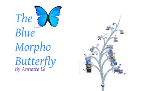 Fun facts about the blue morpho butterfly – Telegraph