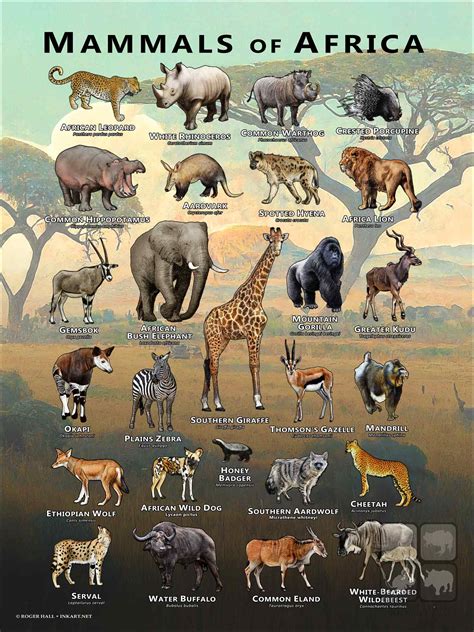 Mammals of Africa Poster Print