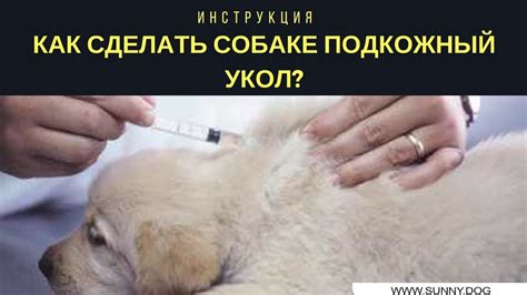 Подкожный укол, как делать? Как сделать собаке подкожный укол ...